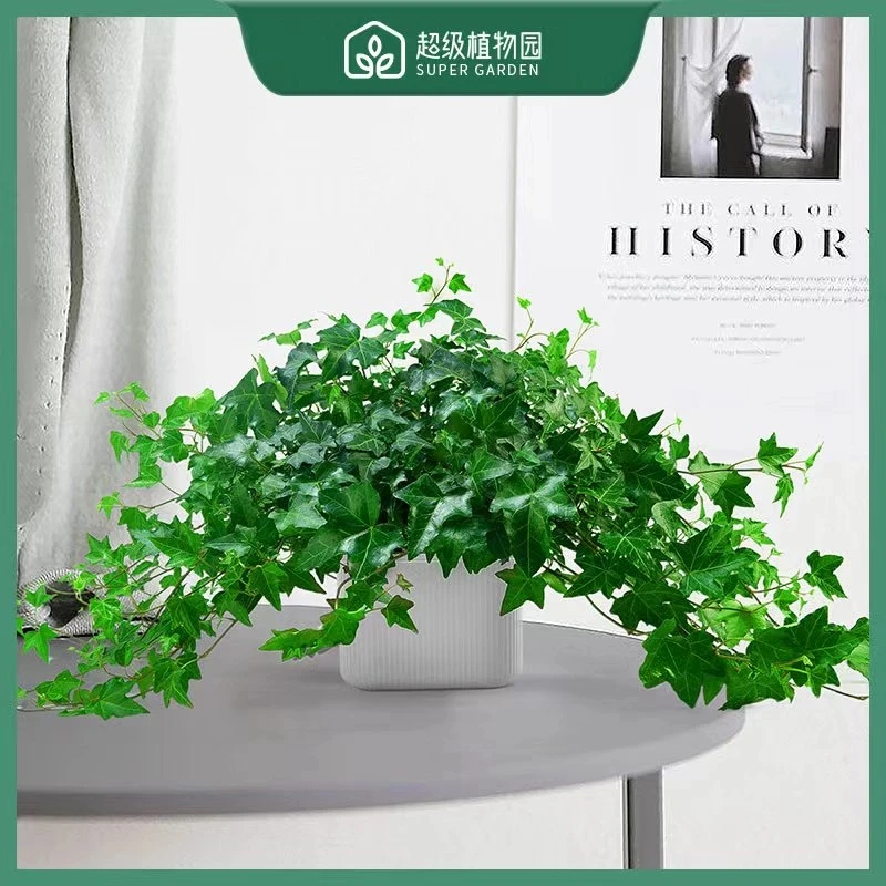 青叶自然常春藤吊兰垂吊盆栽室内办公净化空气吸甲醛绿植客厅盆栽