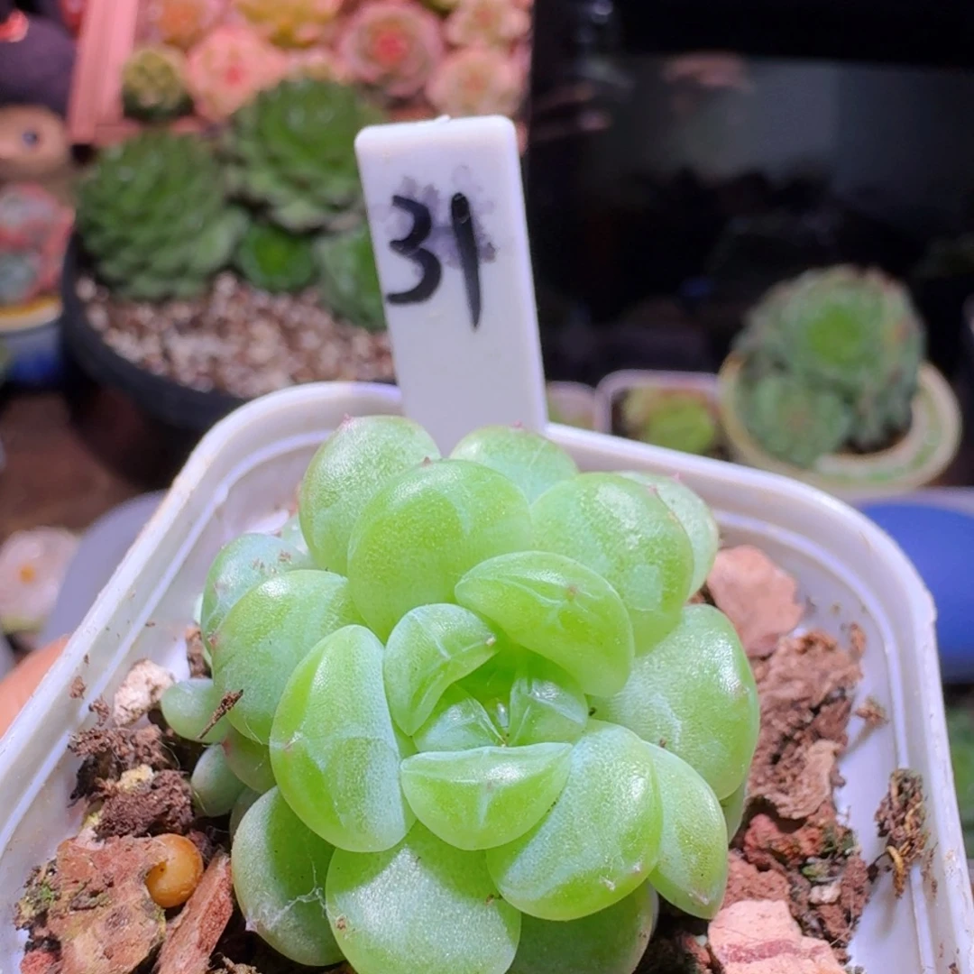 31珍妮三头哈哈哈哈