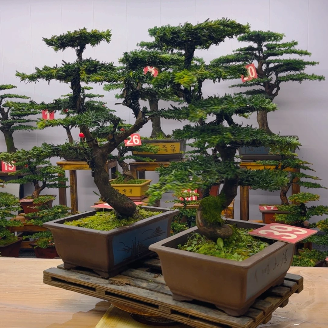 完全开放罗汉松盆景一对