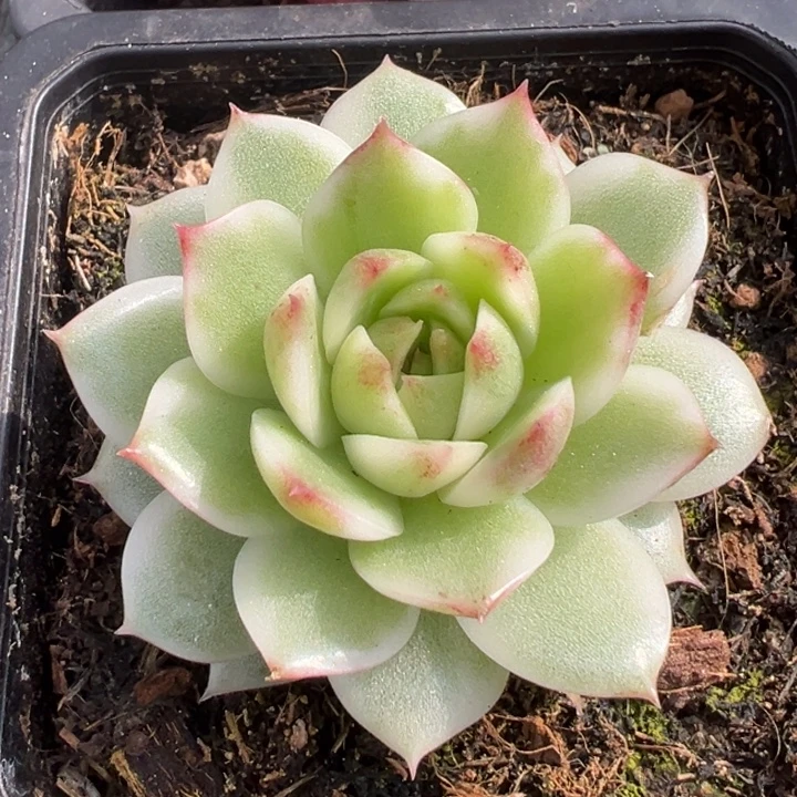 绿水晶锦一物一拍锦龙
