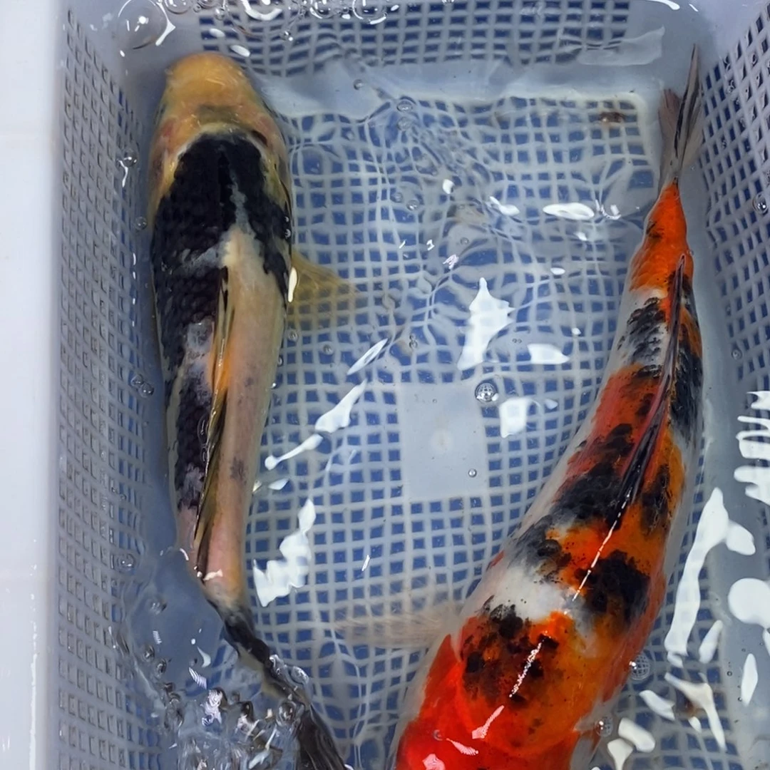 锦鲤冷水锦鲤包邮