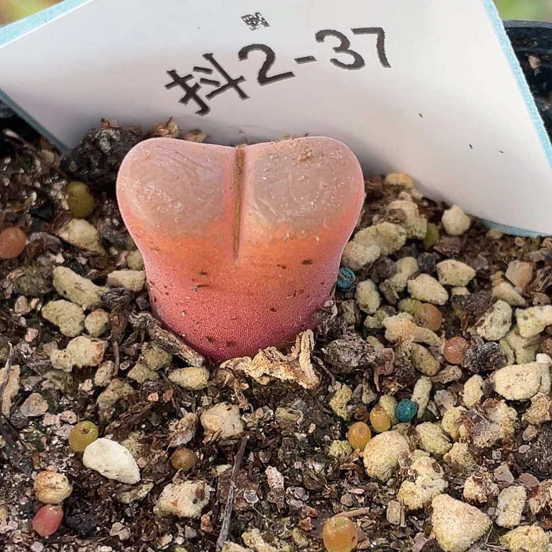 2-37红风铃多肉植物