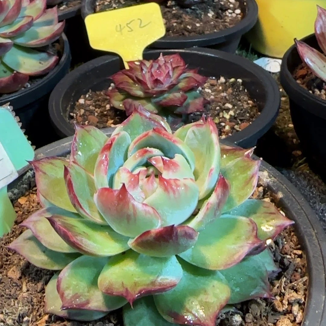 包子花脸惊鸿一物一拍包装收缩花旱907