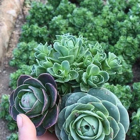 玫瑰组合多肉植物