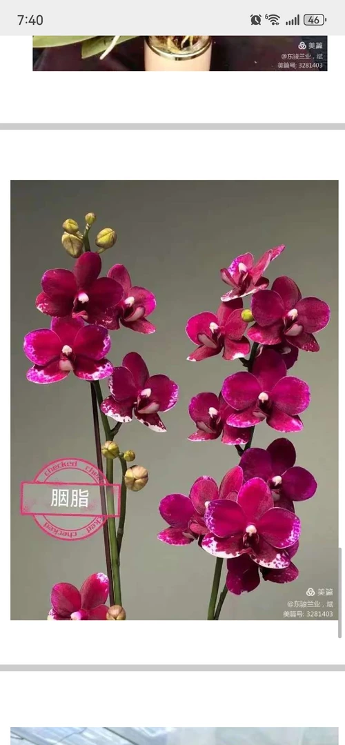 蝴蝶兰胭脂3.0寸苗（带侧芽苗）1株（部分剪过自然梗）