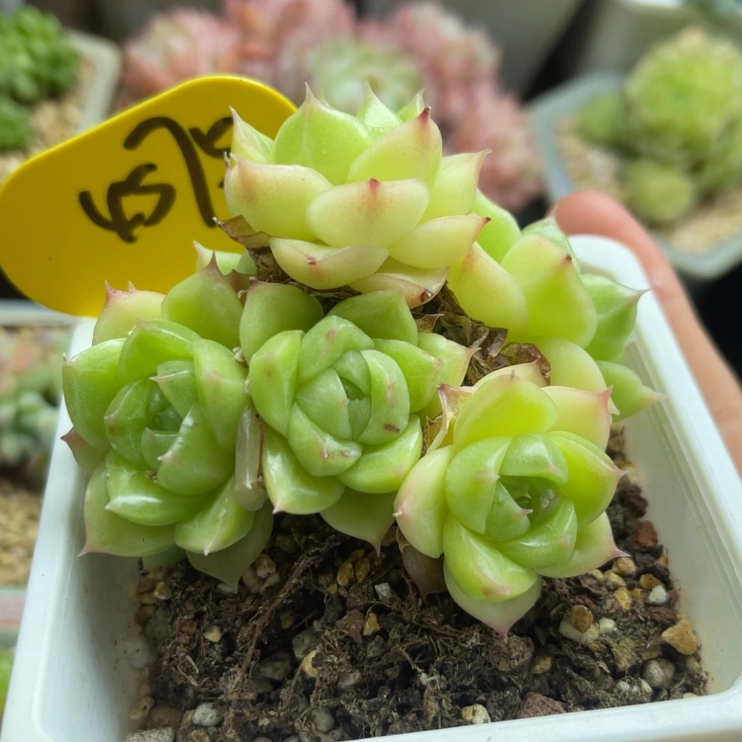 定繁珍妮麦秆群4575