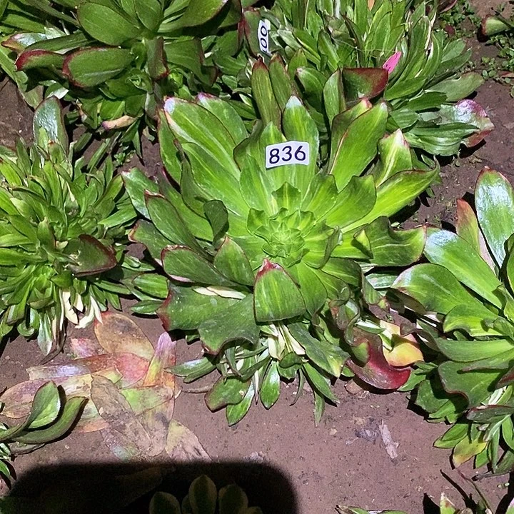 ?**泪多肉植物法师836魅影七彩