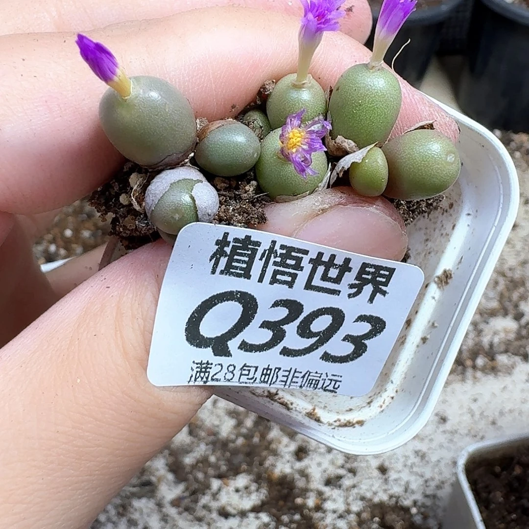 多肉植物的润泽尺寸