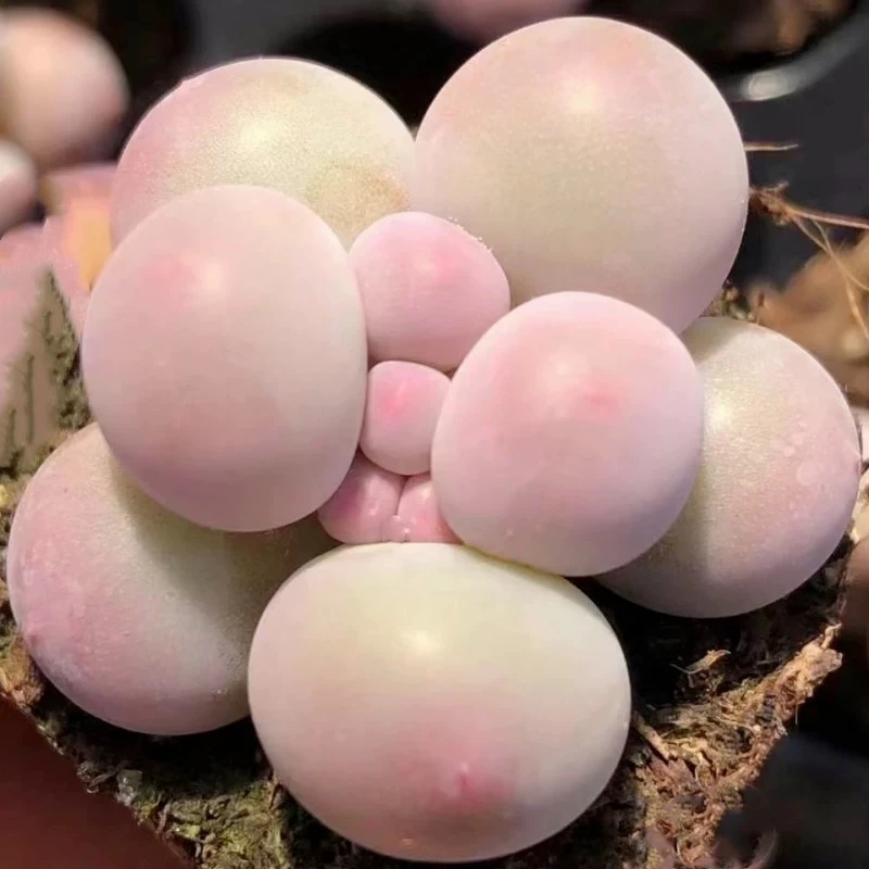 【满9.9包邮】穴盘汤圆7颗3cm多肉植物以直播间盆栽展示为主