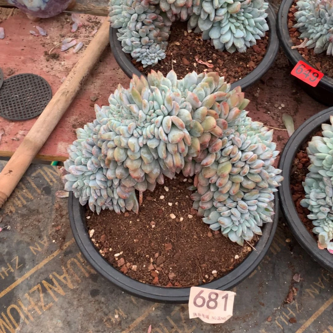 681橙子缀多肉植物