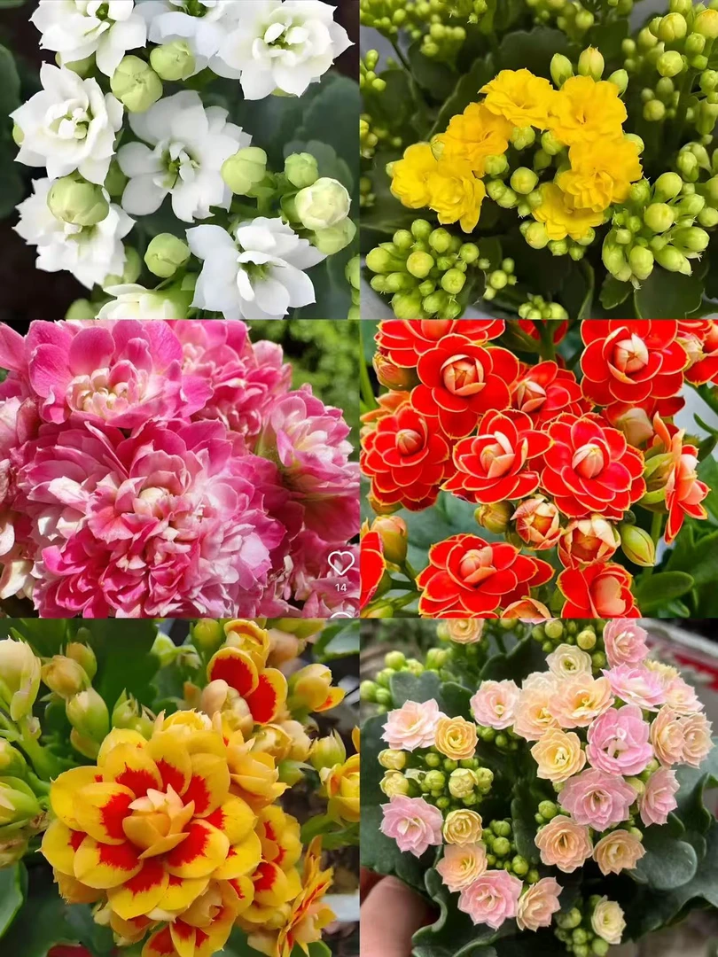 自由2盆11cm盆组合长寿花