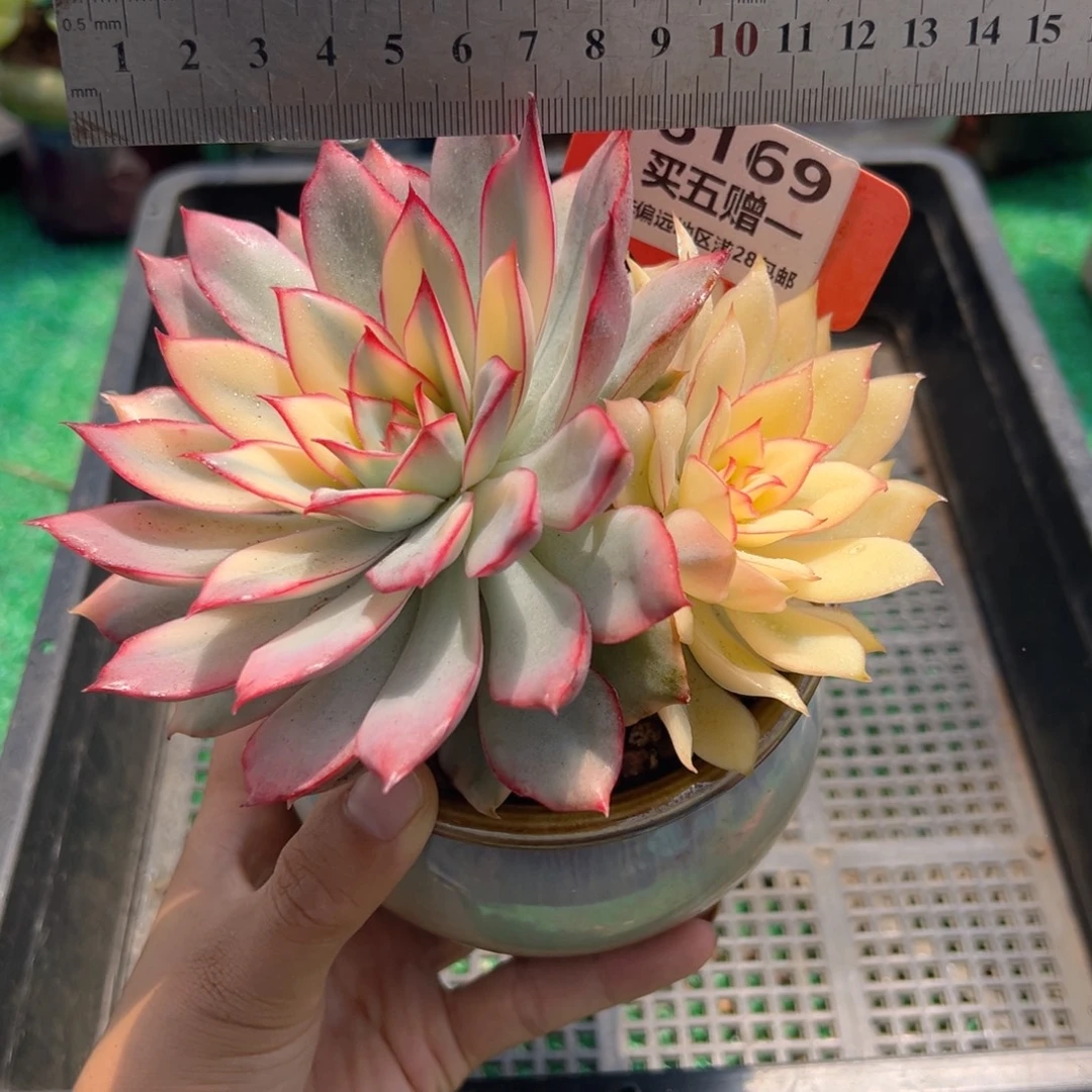 表妹精品多肉植物6169.