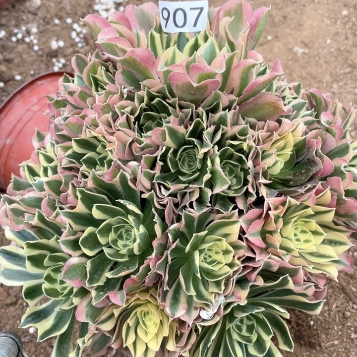 907多肉植物白凤