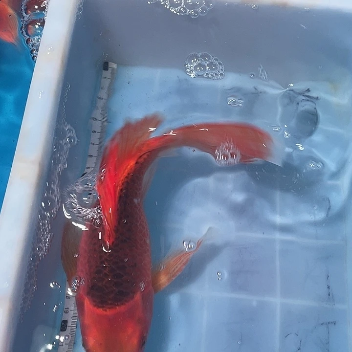 蝴蝶鲤鱼渔场直发01