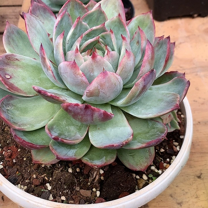 美肉特价活动开始了