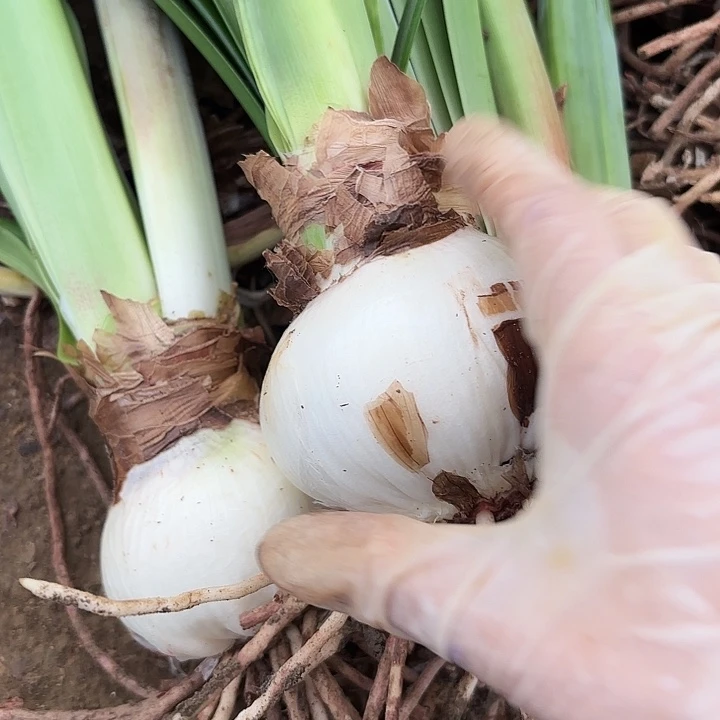 无花朵杂交三颗开花不确定