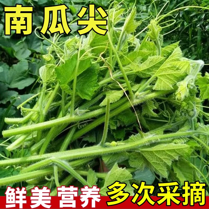 南瓜苗尖种子专吃藤茎嫩叶阳台盆栽田园特色好吃春四季蔬菜种籽孑