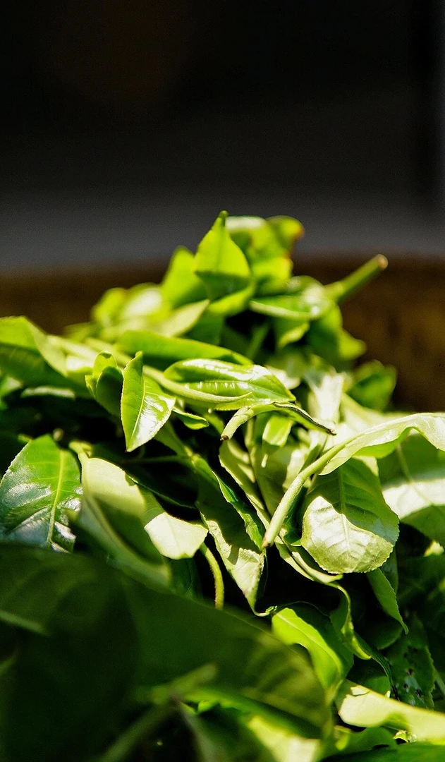 2025年春【正气塘】古树-春茶季头春头采春茶普洱生茶