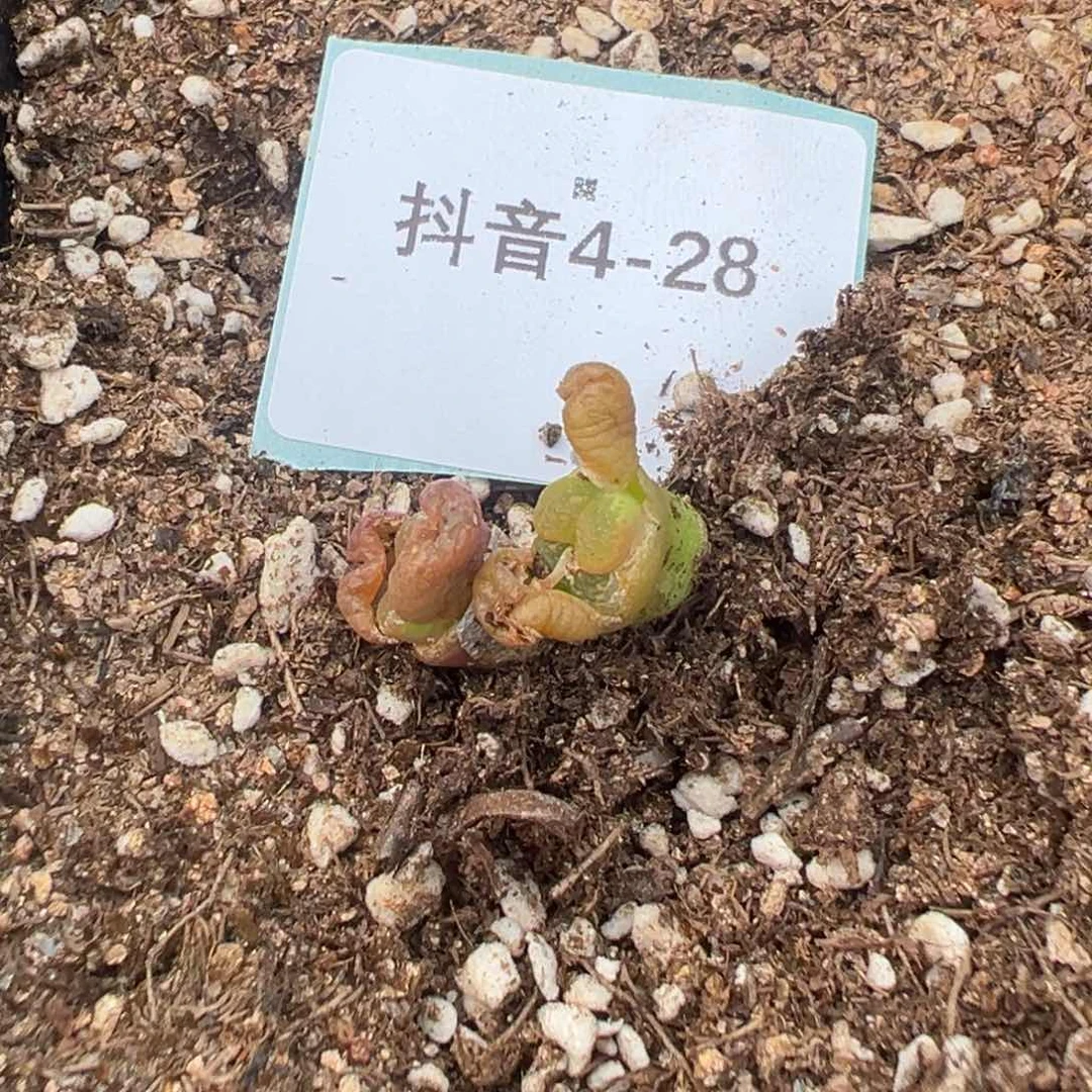 4-28量拍8号勋章一颗，多肉植物