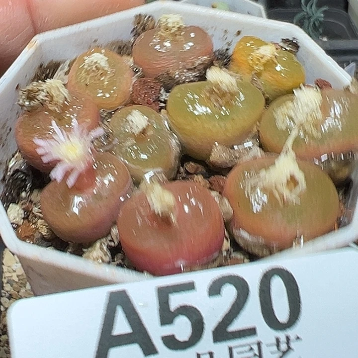 520号特价毛汗尼一盆