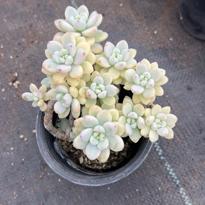 寒***城无花朵劳尔锦有砍