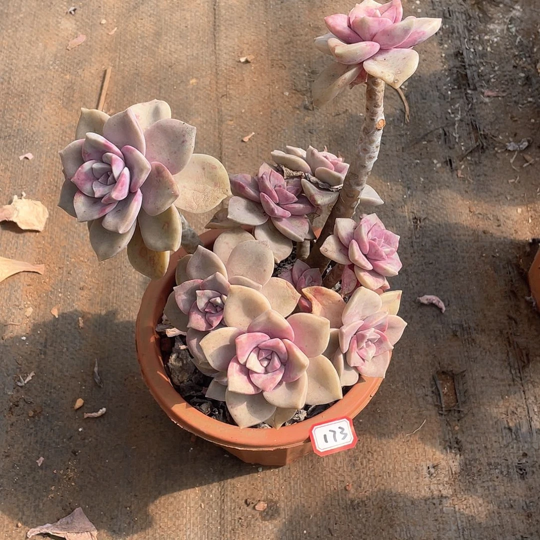 173紫乐 一物一拍多肉