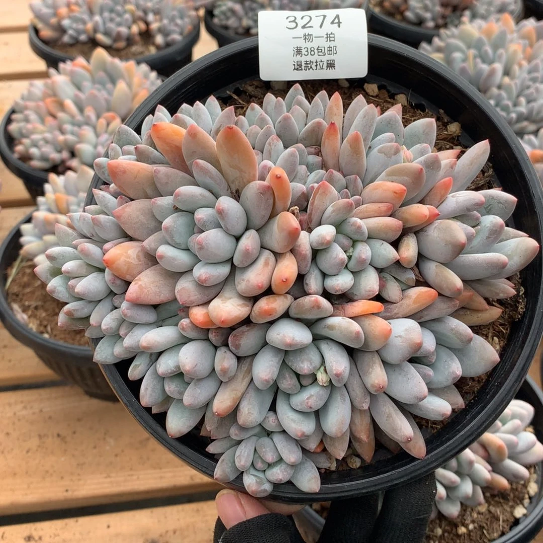 16厘米16头香水多肉3274