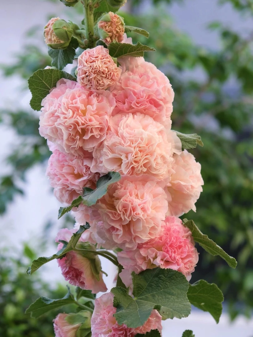 四季开花重瓣蜀葵大花室外庭院易活一丈红花好养活浓香包对版好养