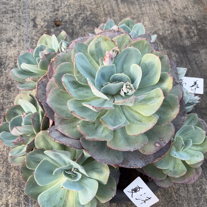 棠颂花卉一物一拍 台格杂夏沫