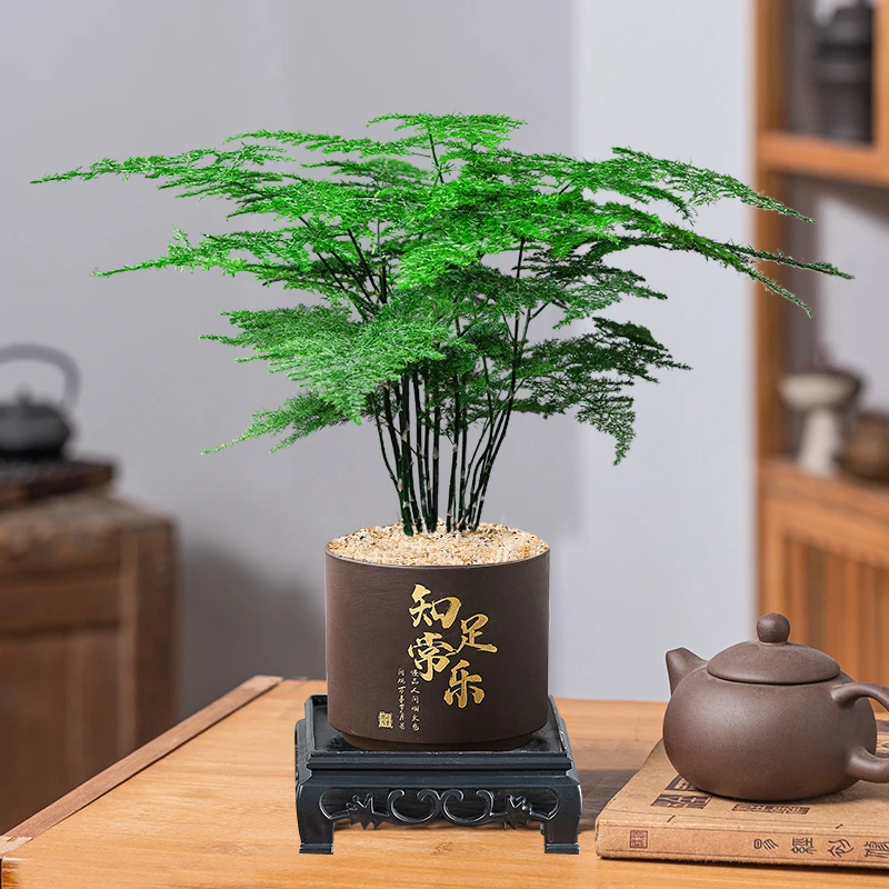 文竹净化空气观叶盆栽绿植桌面观景