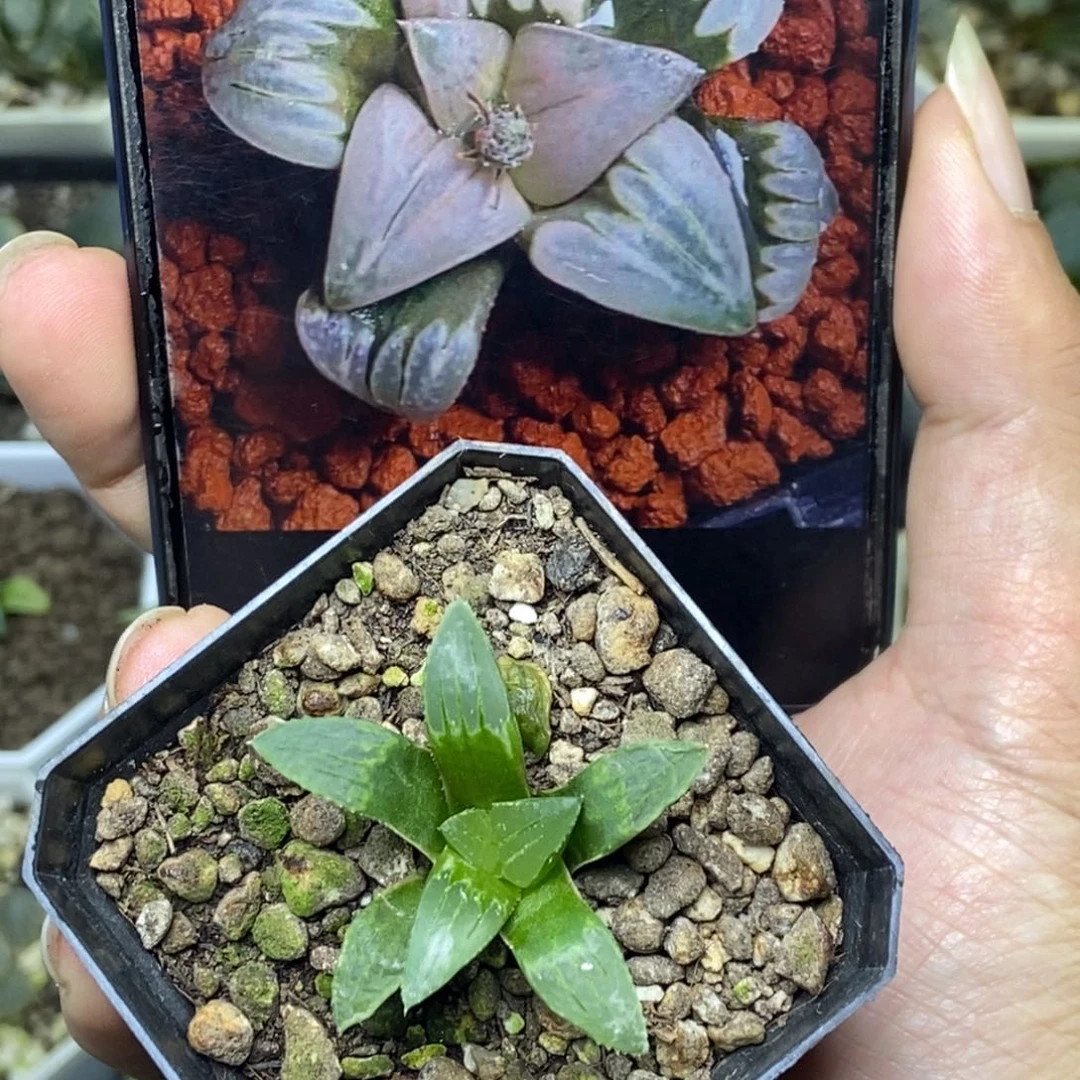 白百何实生一物一拍