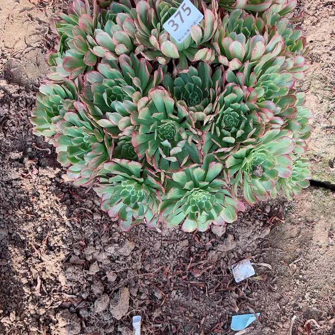 无花朵多肉植物375