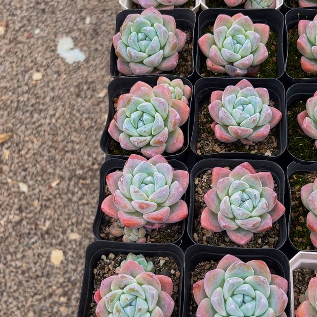 花***艺634多肉葡萄的味道是真的