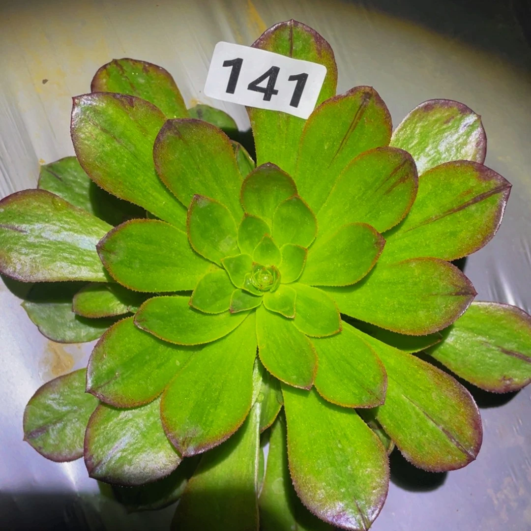 皇妃多肉植物的141