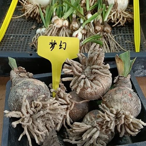 程***东无花朵梦幻4-5发6个
