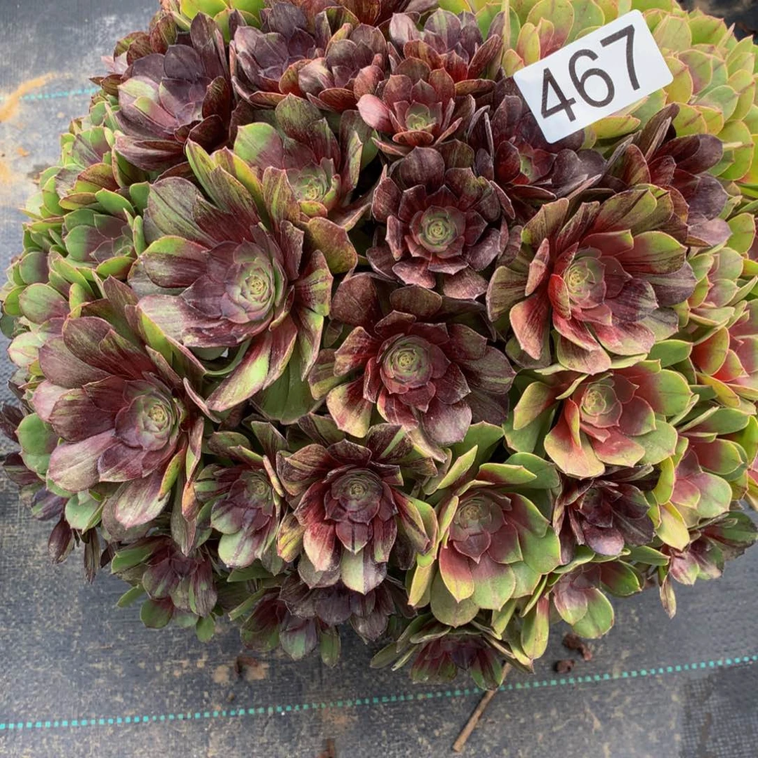 淳***淳法师多肉植物467莫然