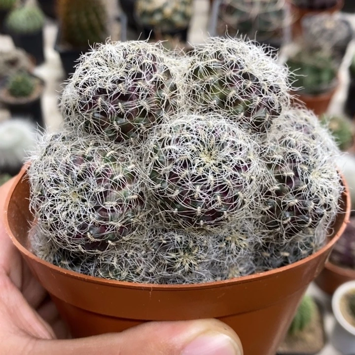 圣丽丝群特价福利