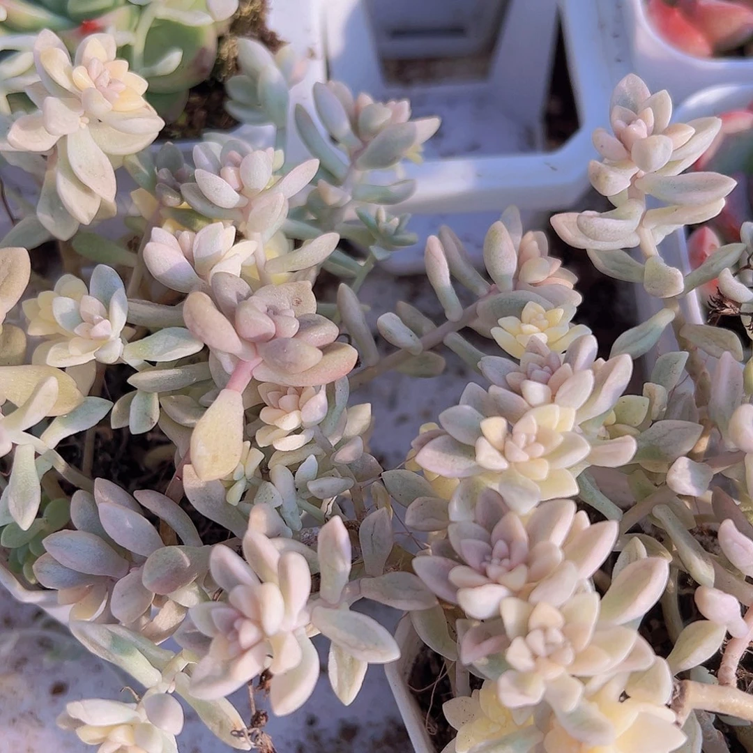 秋丽锦2盆无售后拓土