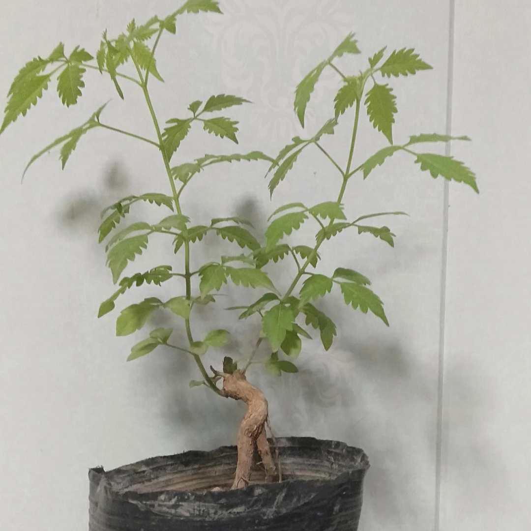 黄荆疙瘩老桩微盆景掌中宝独特造型观赏佳品