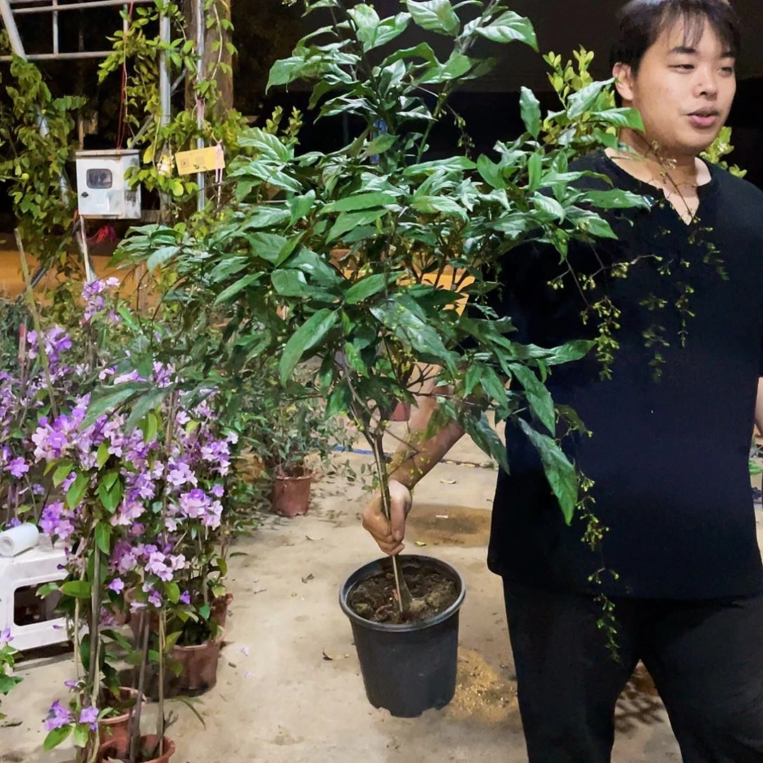 H****全部花苞垂丝茉莉专拍