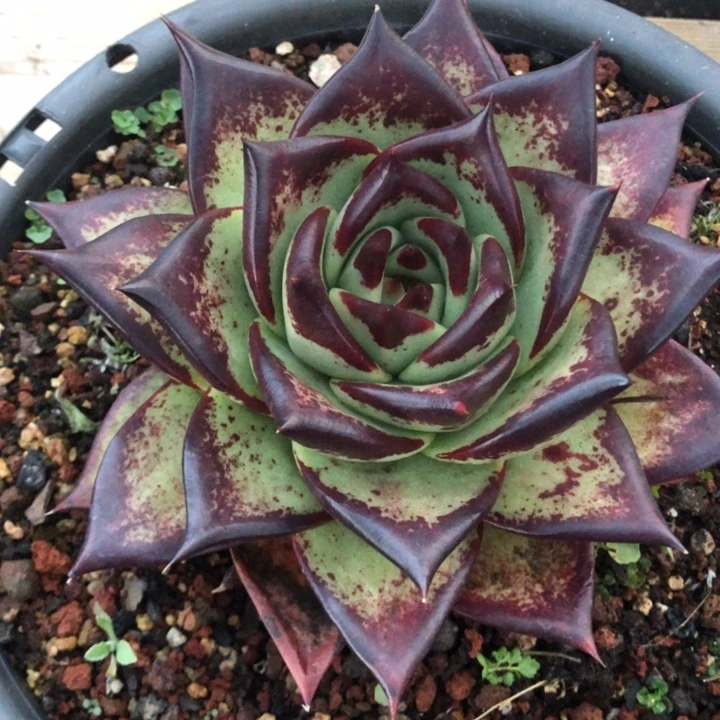 绿底三角宽0000000000035