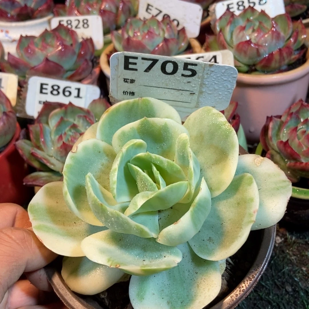 鸡蛋碧桃锦705楼