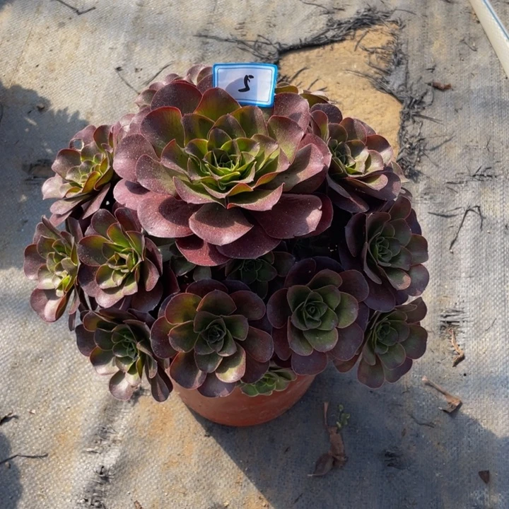 5老庄多肉法师魅金