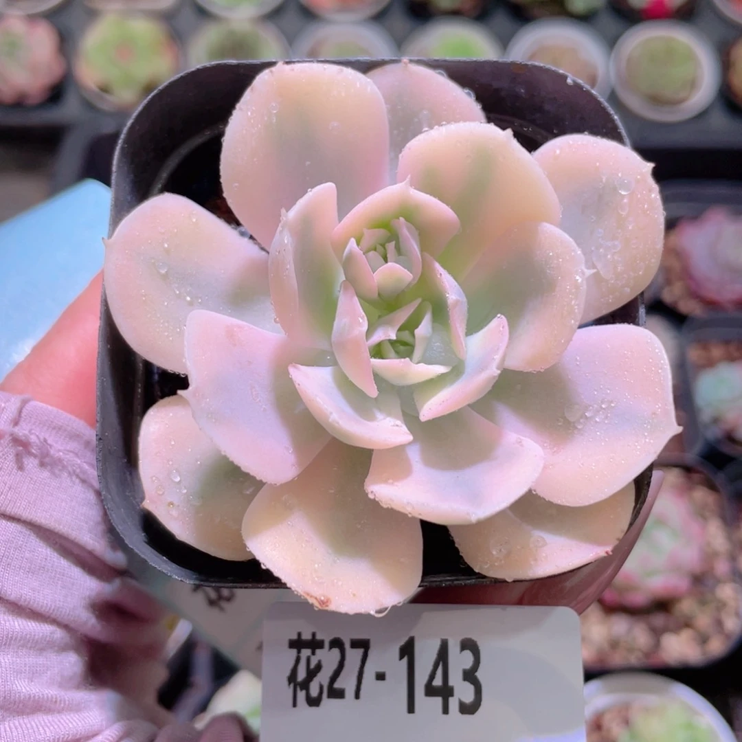 花利美27-143鲁氏锦
