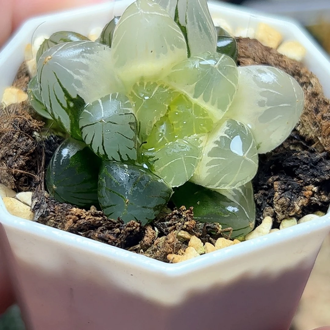 新叶糊斑地泉锦十二