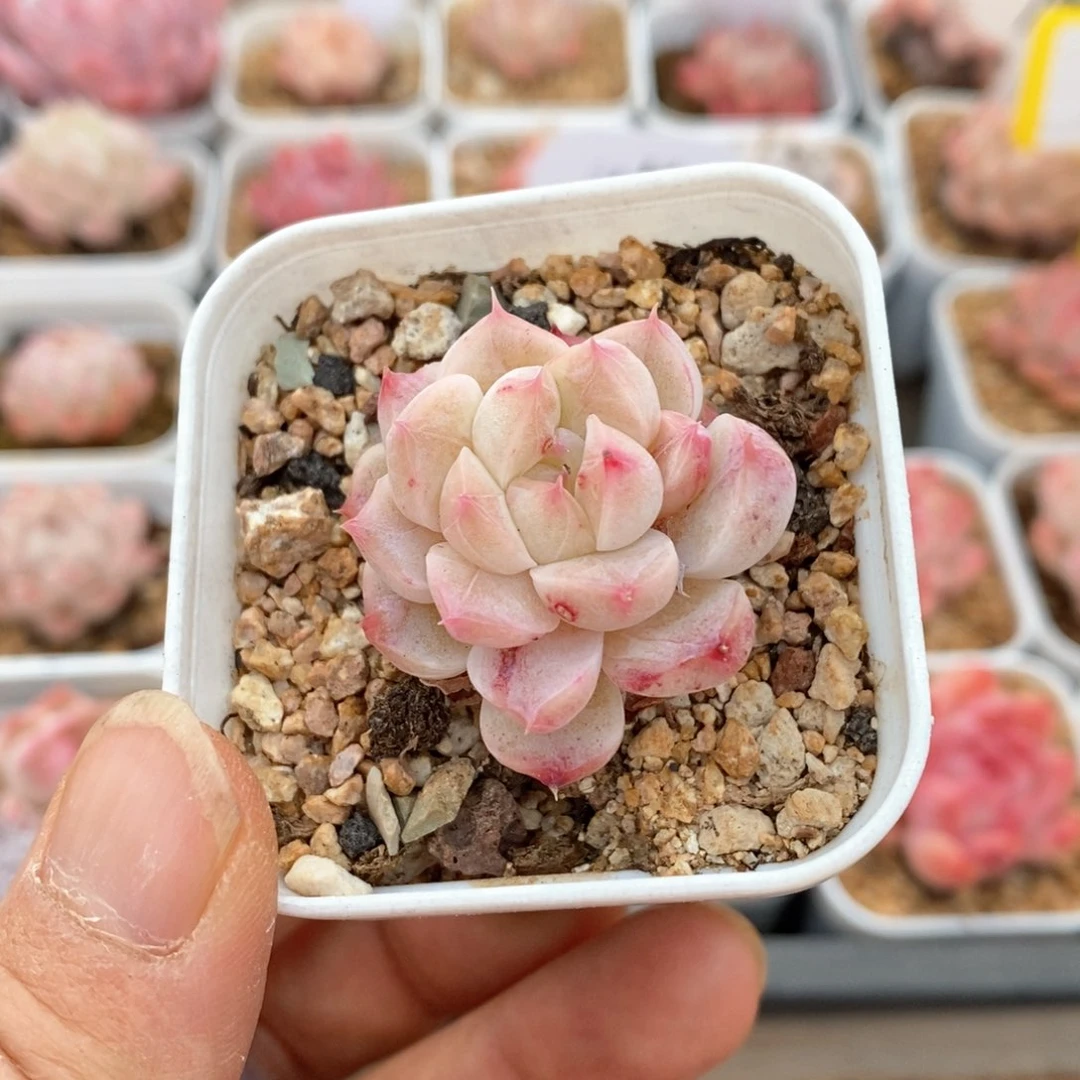 精品多肉一物一拍不包整403