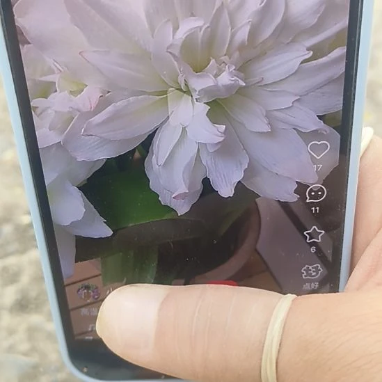 完全开放北极仙女5+