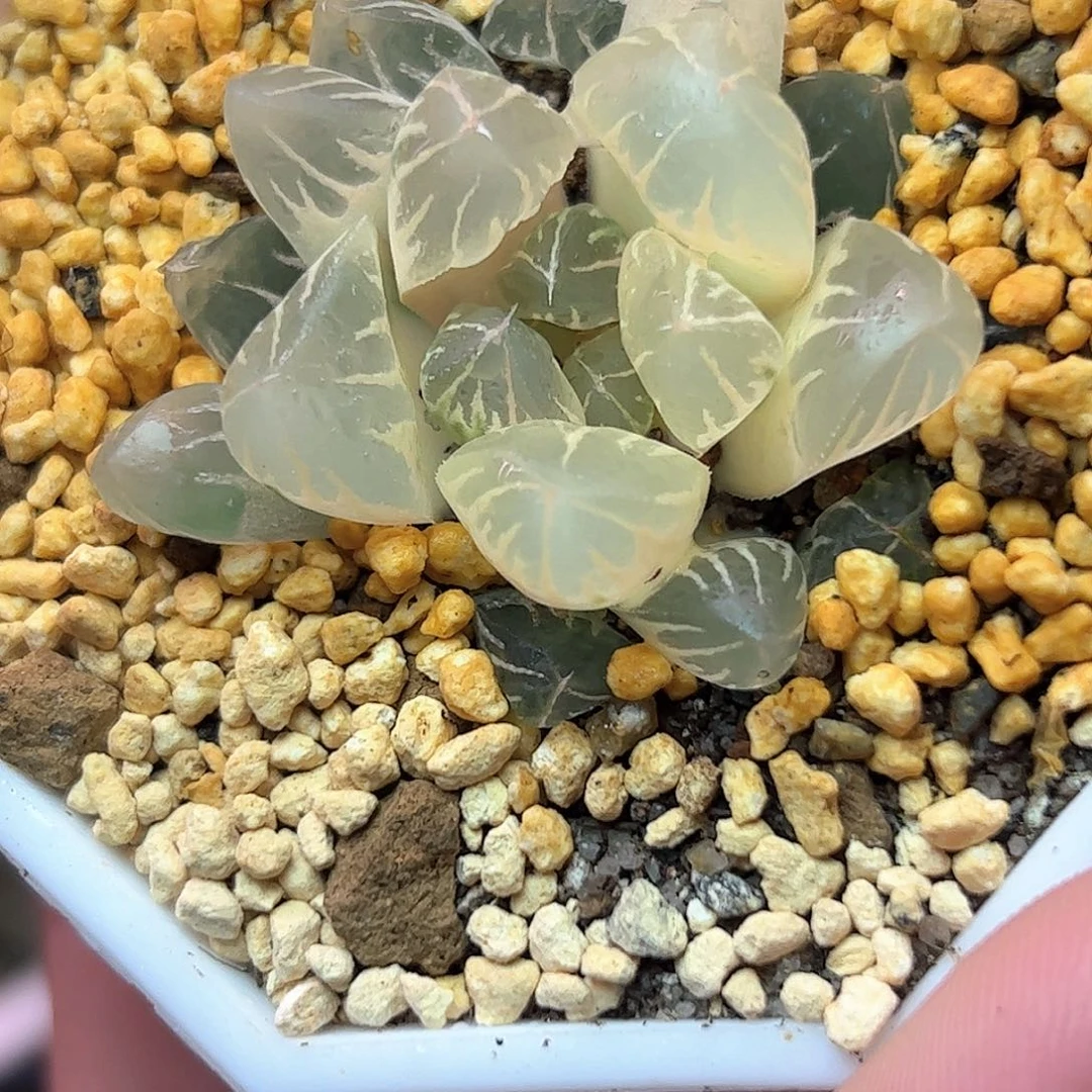 糊斑北极之光锦十二卷多肉