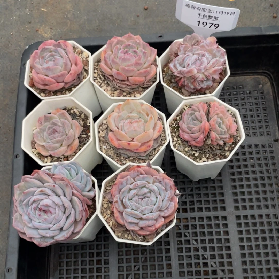 不包整散 盆子不售后1979