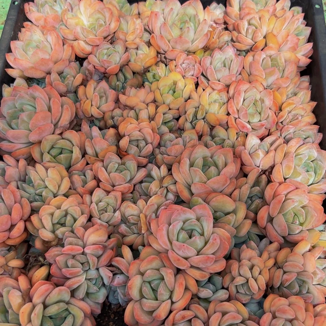 767多肉植物和植物在这里